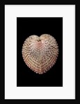 Corculum laevigatum by Anonymous