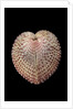 Corculum laevigatum by Anonymous