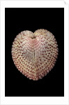 Corculum laevigatum by Anonymous