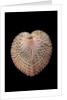 Corculum laevigatum by Anonymous