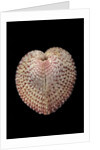 Corculum laevigatum by Anonymous