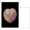 Corculum laevigatum by Anonymous