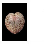 Corculum laevigatum by Anonymous