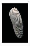 Cyrtopleura costata by Anonymous