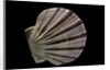 Equichlamys bifrons by Anonymous