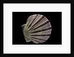 Equichlamys bifrons by Anonymous