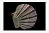Equichlamys bifrons by Anonymous