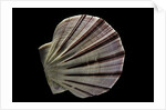Equichlamys bifrons by Anonymous