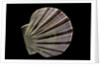 Equichlamys bifrons by Anonymous