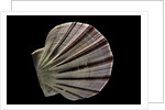 Equichlamys bifrons by Anonymous