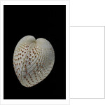 Fragum unedo by Anonymous