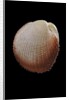 Frigidocardium exasperatum by Anonymous