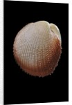 Frigidocardium exasperatum by Anonymous
