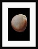 Frigidocardium exasperatum by Anonymous