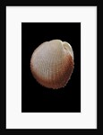 Frigidocardium exasperatum by Anonymous