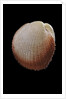 Frigidocardium exasperatum by Anonymous