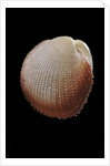 Frigidocardium exasperatum by Anonymous