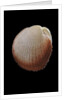 Frigidocardium exasperatum by Anonymous