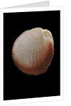 Frigidocardium exasperatum by Anonymous