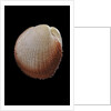 Frigidocardium exasperatum by Anonymous