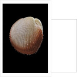 Frigidocardium exasperatum by Anonymous