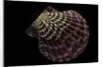 Gloripallium pallium by Anonymous