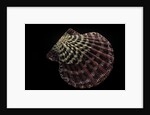Gloripallium pallium by Anonymous