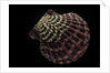 Gloripallium pallium by Anonymous