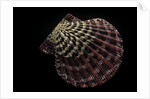 Gloripallium pallium by Anonymous