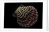 Gloripallium pallium by Anonymous
