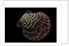 Gloripallium pallium by Anonymous
