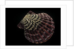 Gloripallium pallium by Anonymous