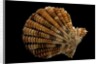 Gloripallium speciosum by Anonymous