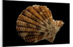 Gloripallium speciosum by Anonymous