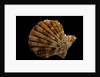 Gloripallium speciosum by Anonymous