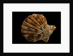 Gloripallium speciosum by Anonymous