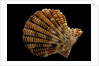 Gloripallium speciosum by Anonymous