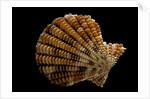 Gloripallium speciosum by Anonymous