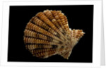 Gloripallium speciosum by Anonymous