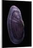 Hiatula diphos by Anonymous