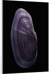 Hiatula diphos by Anonymous