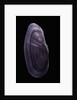 Hiatula diphos by Anonymous