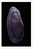 Hiatula diphos by Anonymous