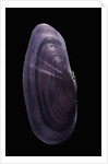 Hiatula diphos by Anonymous