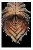 Hippopus hippopus by Anonymous
