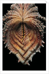 Hippopus hippopus by Anonymous