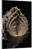 Hippopus hippopus by Anonymous