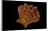Lyropecten nodosus by Anonymous