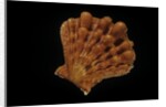 Lyropecten nodosus by Anonymous