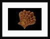 Lyropecten nodosus by Anonymous